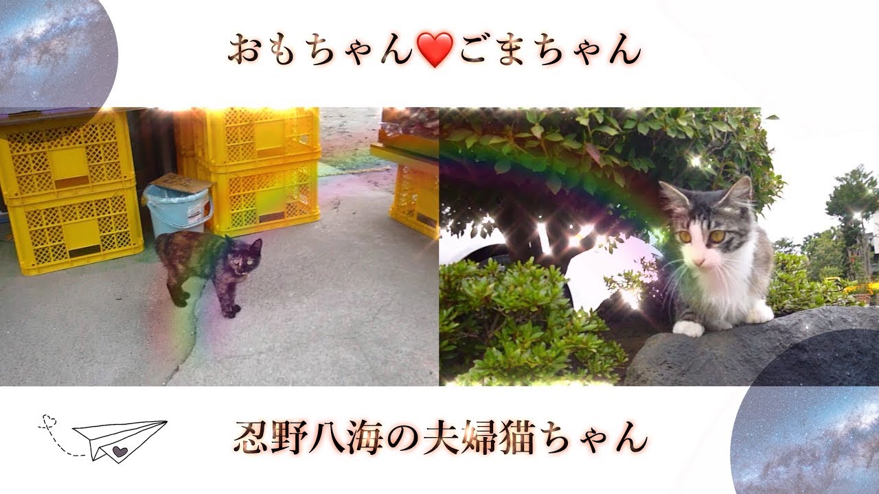 猫も朝から大忙し 猫の手も借りたいほど忙しい人気観光地忍野八海ならでは キャットジョージ今日の猫 Youtube