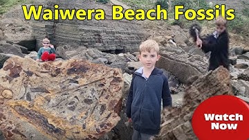 Waiwera Beach Fossils Hunting location Auckland New Zealand