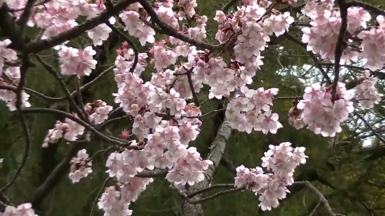 ２月7日 熱海桜 開運桜 淡紅梅 福岡県 鎮国寺と宮地嶽神社