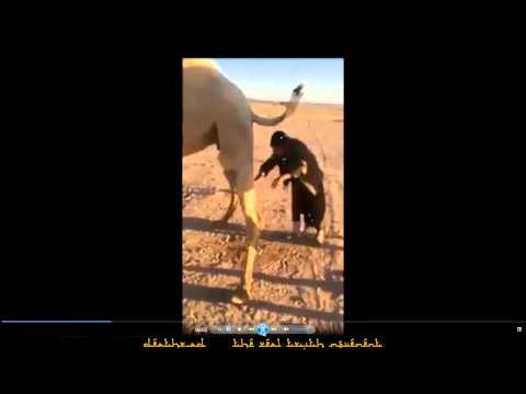 Man drinking camel urine