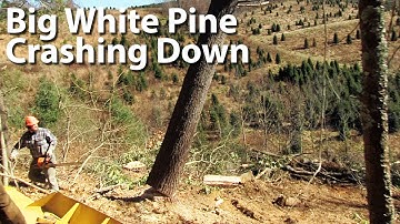 Awesome Crashing Trees Part 2 - Big White Pine