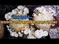 How Grow Oyster Mushroom \\ Mushroom Farming (PART 1) मशरुम की खेती हिंदी में सीखें