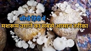 How Grow Oyster Mushroom \\ Mushroom Farming (PART 1) मशरुम की खेती हिंदी में सीखें