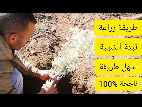 طريقة زراعة نبتة الشيبة فصل زرعيها