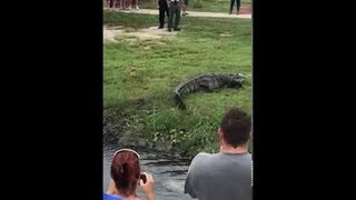 Giant Gator Removed from Drainage Ditch || ViralHog