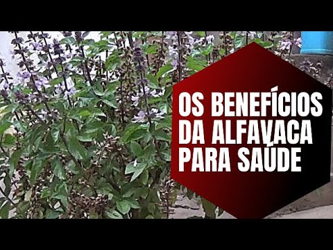 Os benefícios da Alfavaca para saúde