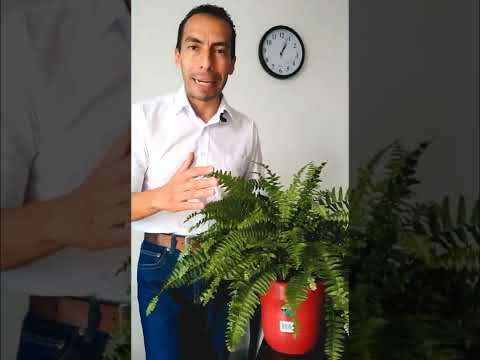 Video: Cuidado del helecho botón de interior: cultivar un helecho botón como planta de interior