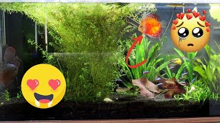 🔴 Desovaram 3 Vezes Seguidas - Acarás Disco no Aquário Amazônico Comunitário