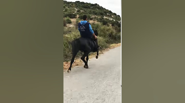 BLACK MAMBA (RAHVAN HORSE)
