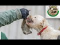 Ratting with terriers sealyham terriers and dachshunds の動画、YouTube動画。