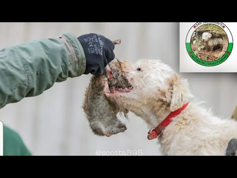 Video: Sealyham Terrier Aub Yug Tsiaj Hypoallergenic, Noj Qab Haus Huv Thiab Lub Neej Span