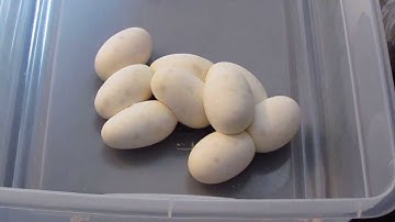 Ball Python Clutch #1...2013 Season