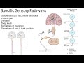Sensory Spinal Pathways 24