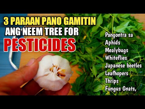 Video: 3 Mga Paraan upang Gumamit ng Neem Oil