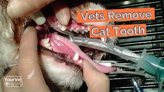 Tooth Removal In A Cat | See What Happens When A Vet Removes A Cat's Tooth