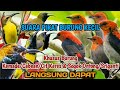 SUARA PIKAT BURUNG KECIL PALING AMPUH‼️UNTUK PIKAT KEMADE DAN SOGOK ONTONG