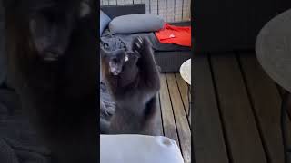 How a black Cat named Noah was growing up by Ira Bon Cat 293 views 1 month ago 2 minutes, 26 seconds