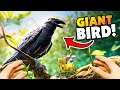 A GIANT BIRD Raided my SECRET BASE! - Grounded Update