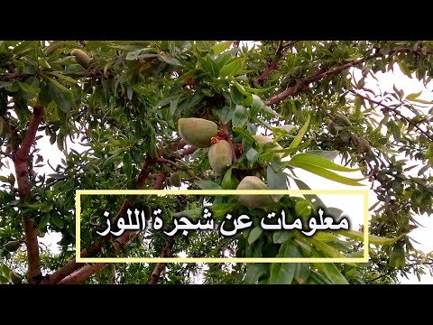 فيديو: ما هي نباتات اللوز