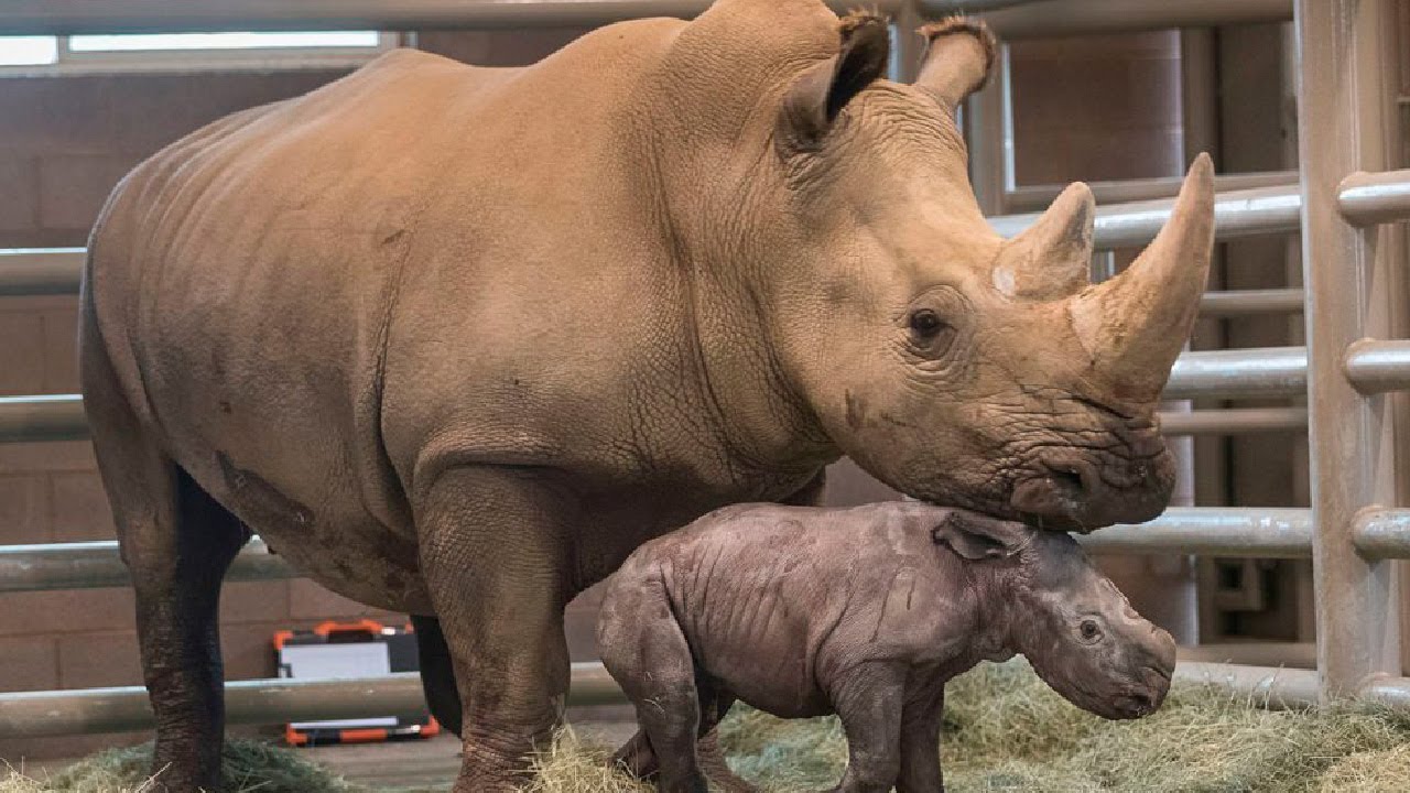 Популяцию редких носорогов восстановят с помощью ЭКО и суррогатного материнства в Кении