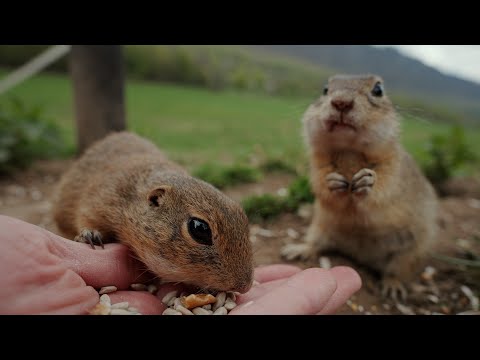 Wideo: Suseł cętkowany: opis zwierzęcia