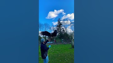 Bald Eagle landing on man 💪💪