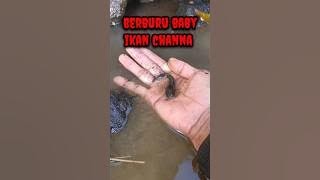 HUNTING BABY CHANNA FISH - CHANNA FISH #shorts #channa #limbata #viral