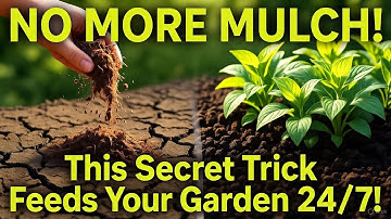 Stop Mulching FOREVER! The Genius Year Round Soil Trick Every Gardener Must Try!