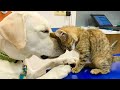 TRY NOT TO LAUGH WATCHING FUNNY DOG FAILS VIDEOS 2022- Daily Dose of Laughter!