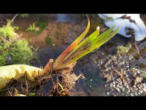 Video: Geelvlag-irisplante - wenke om geelvlag-iris in die tuin te beheer