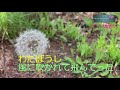 「わたぼうし 風に吹かれて飛んでった」(2021.0507 放送)