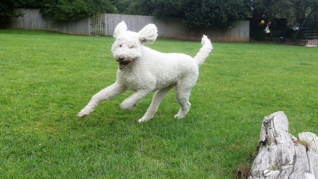 Labradoodle Milo & Bichon Peppa. - YouTube