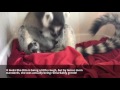 Rita and Momo Lemur Introduction 8.5.17