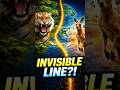 Why Animals Refuse to Cross This Line #unknownfacts #wallaceline #facts #geography #animals #shorts