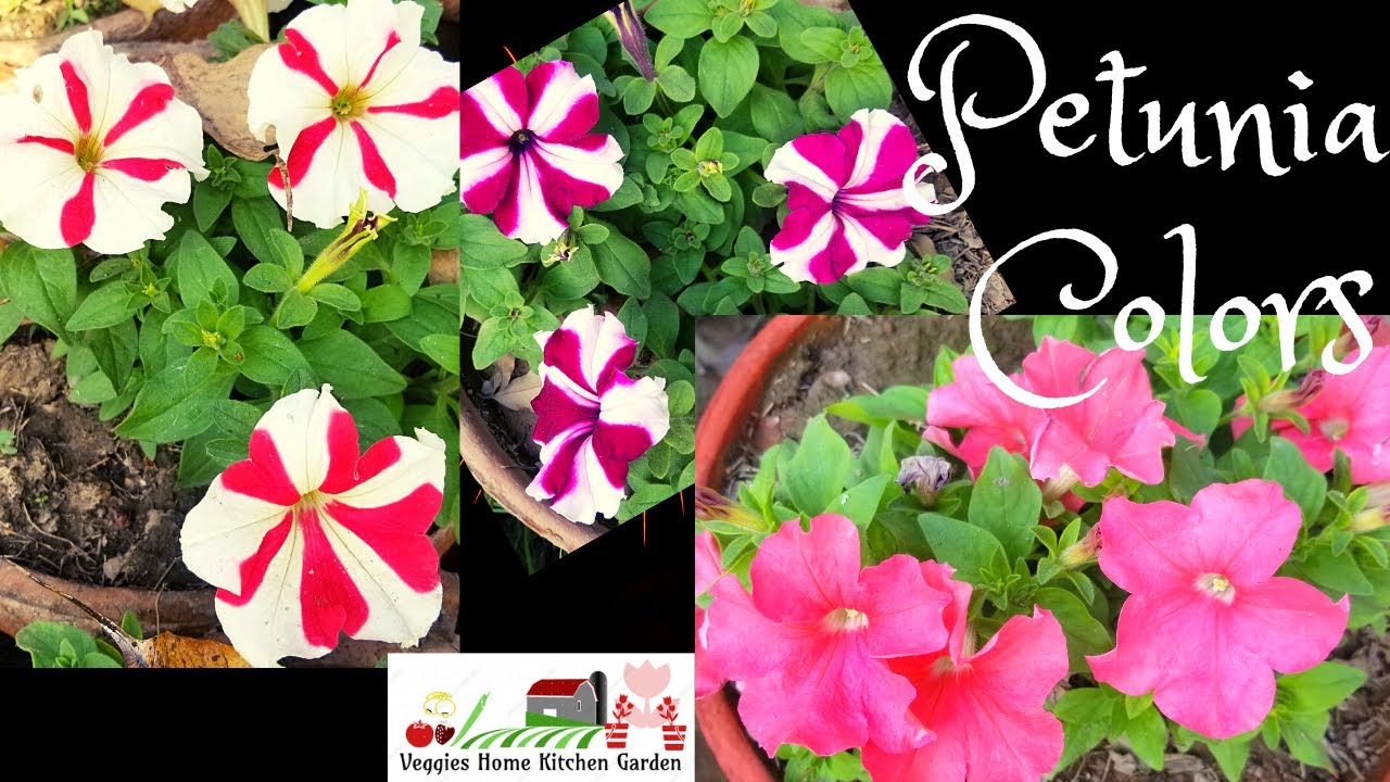 #petunia best colors of flowers blooms in spring 2022 at asim garden