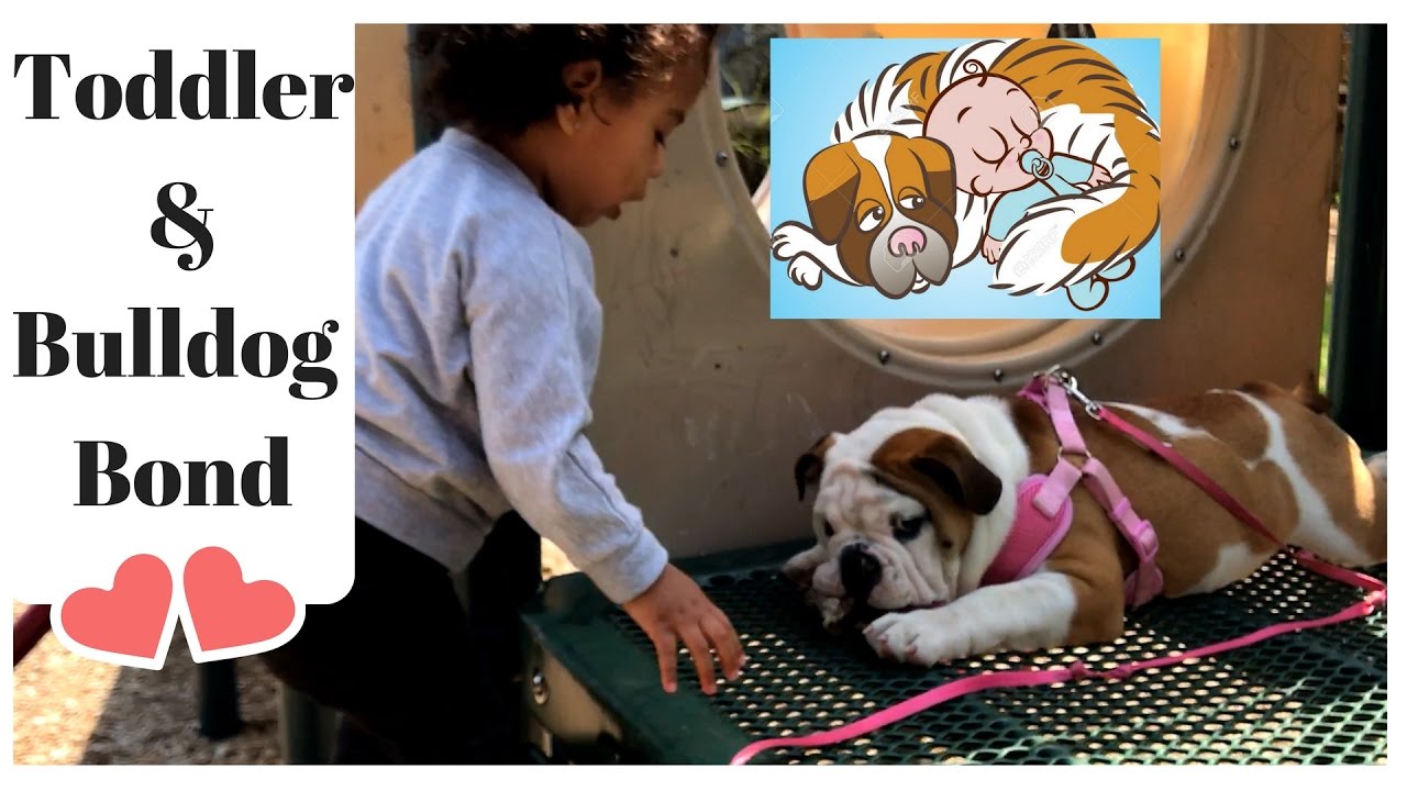 TODDLER & BULLDOG SPECIAL BOND! DOG WHISPERER! YouTube