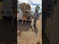 Nueva integrante en el rancho, una boca las quealimentares #viral #humor #shorts