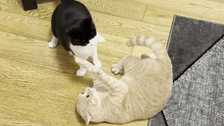 Video 5229611: grey british shorthair male, cat