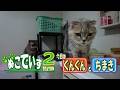 【水を飲み過ぎる猫はいませんか｝そないにのんでないにゃ