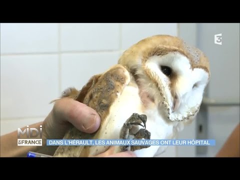 Dans l'Hérault, les animaux sauvages ont leur hôpital