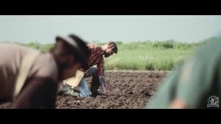 Sensi Seeds - Grow On