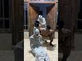 teror pocong depan pintu viral #poconglucu #youtubeshorts #funny