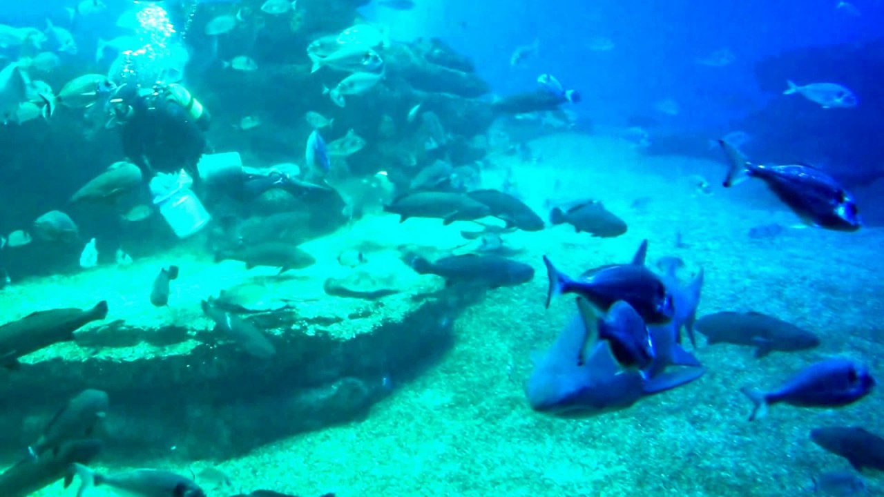 Palma Aquarium Mallorca Playa De Palma El Arenal 24 08 2016 Youtube