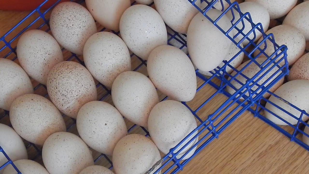 Купить инкубационное яйцо в воронежской области. Яйцо индюка. Инкубация индюков. Инкубатор для индюков. Лотки для инкубации Идейка яиц РЭМИЛ.