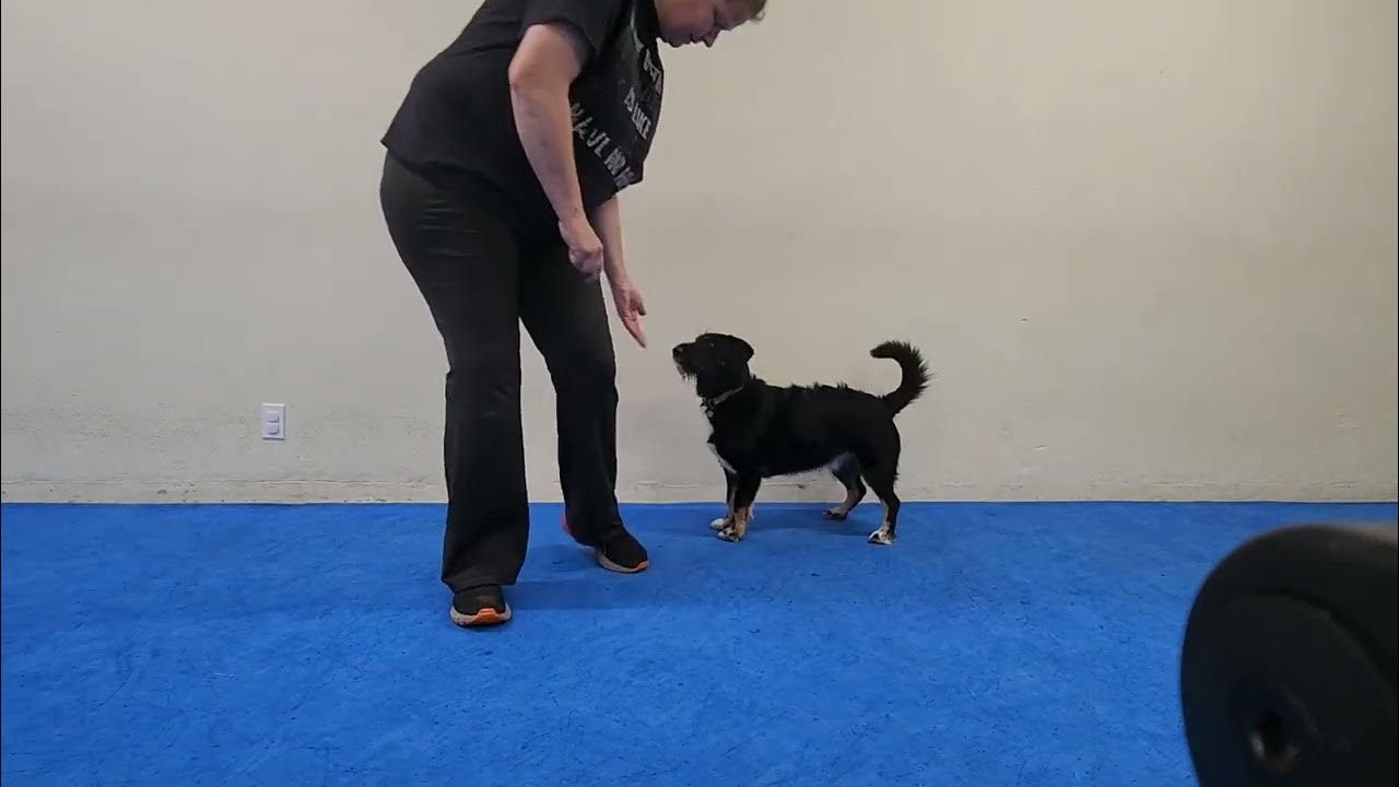 hand targets for puppy 1 and puppagility students YouTube