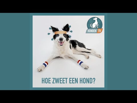 Video: Hoe Zweten Honden?