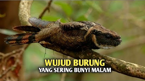 Burung tukang || burung yang sering berbunyi di tengah kesunyian malam