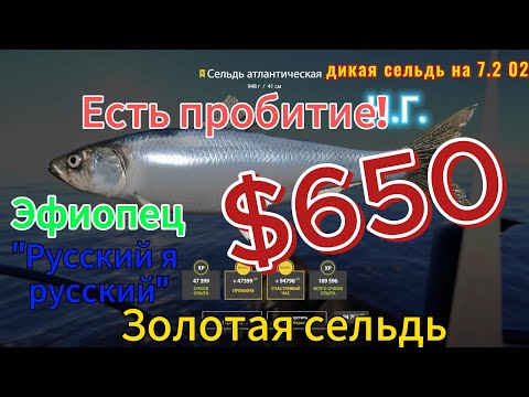 Фарм на море селедка 41 банка, трофей 650? Эфиопец пробил! Открываем мешки 31.12.2023 в 00.00