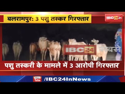Balrampur Cow Smuggling: 3 पशु तस्कर गिरफ्तार। तस्करों से 12 से अधिक मवेशियों को कराया गया मुक्त
