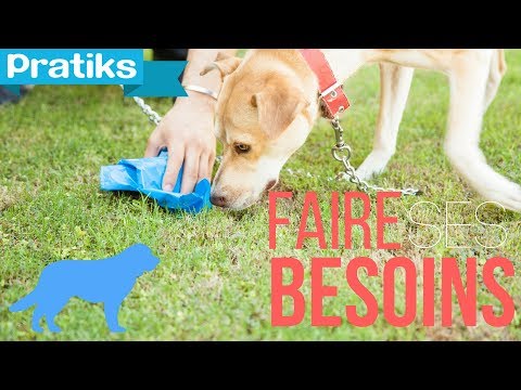 Vidéo: Apprenez à votre chien à sortir du chemin